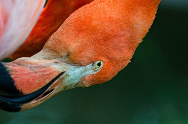 Beveruitstapje (Zoo) 2012