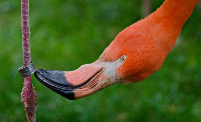 Beveruitstapje (Zoo) 2012