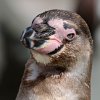 Beveruitstapje (Zoo) 2012
