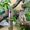 Beveruitstapje (Zoo) 2012