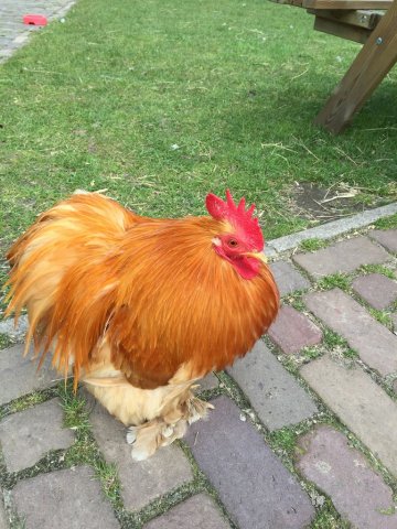 kinderboerderij-13