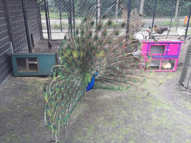 kinderboerderij-16
