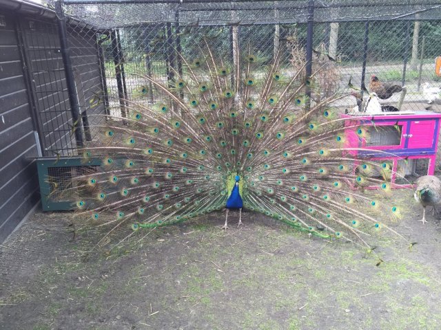 kinderboerderij-18