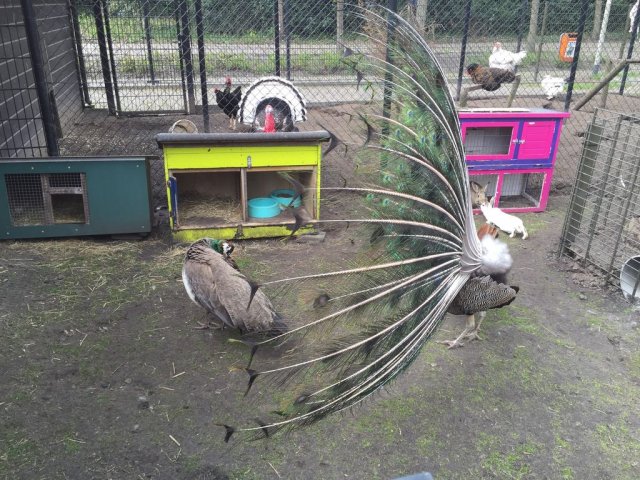 kinderboerderij-19