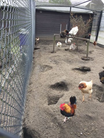 kinderboerderij-23