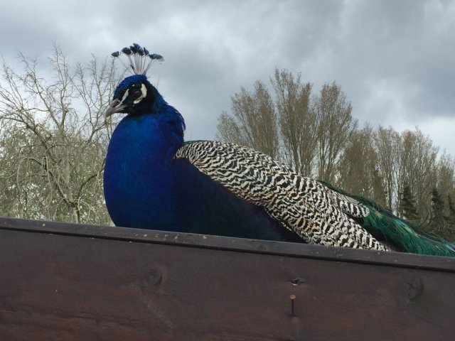 kinderboerderij-24