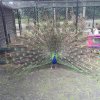kinderboerderij-18