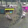 kinderboerderij-19
