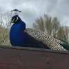 kinderboerderij-24