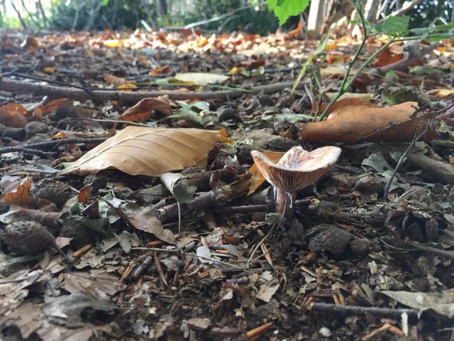 Herfst 2017