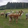 Zomerkamp 2018